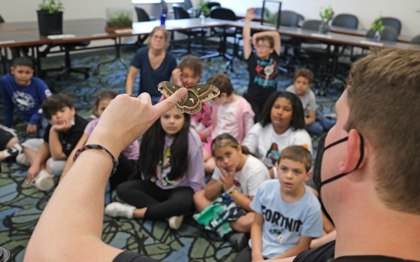 Butterflies in the classroom