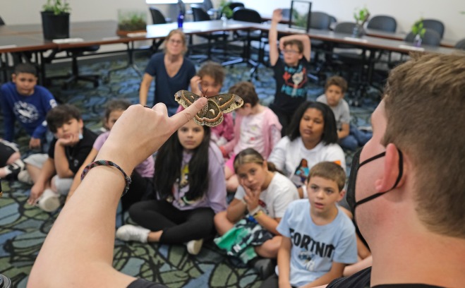 Butterflies in the classroom