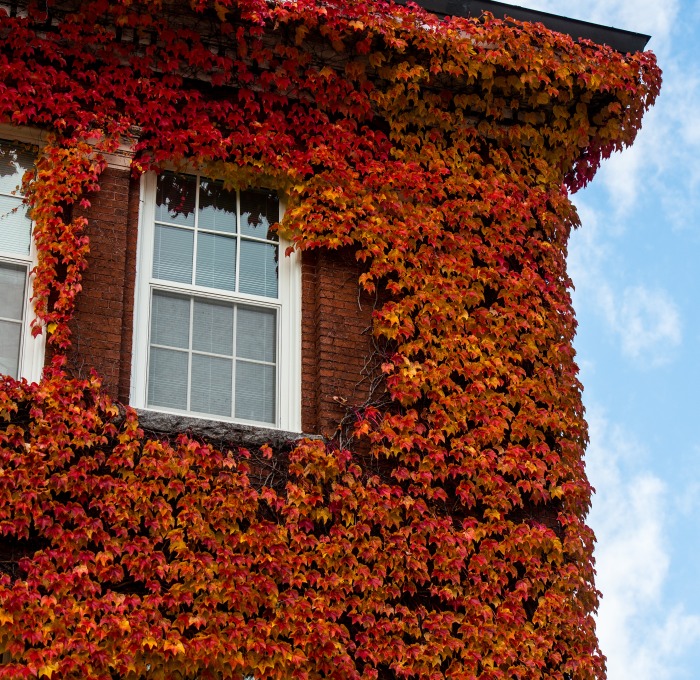 Photo of Edgerly Hall with red leaves on exterior walls
