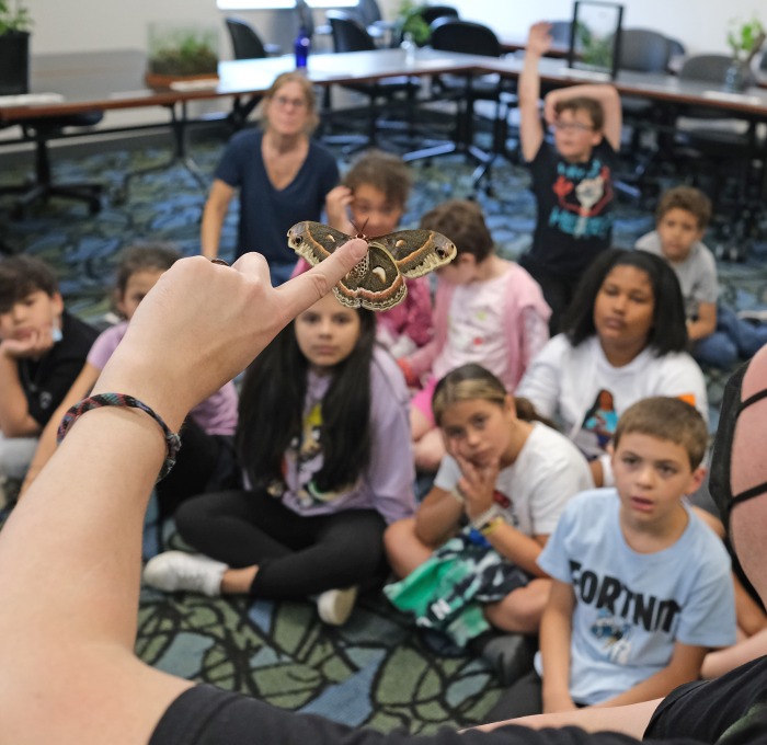 Butterflies in the classroom