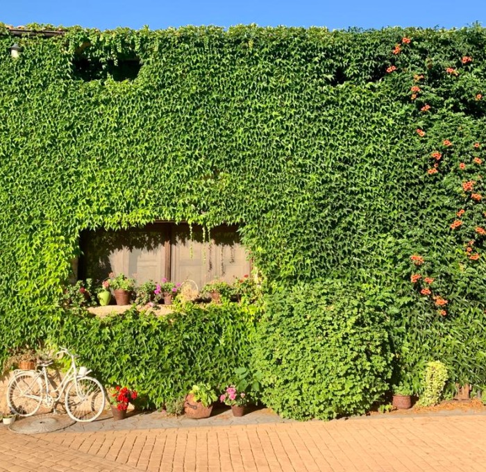 Building in Caseres Spain covered in greenery with bike leaning against it
