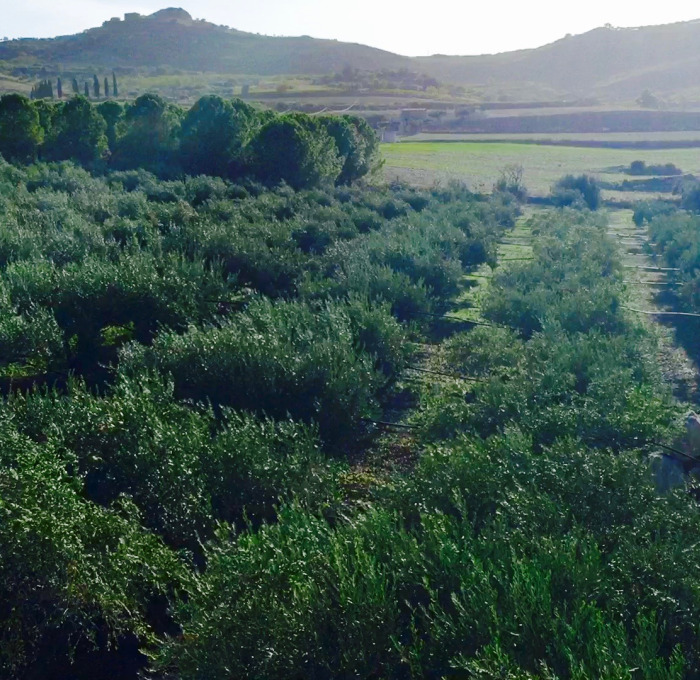 Scene of olive oil farm in Sicily
