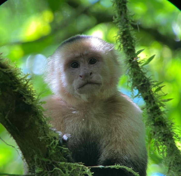 Monkey in tree in Costa Rica