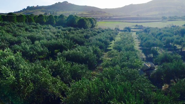Scene of olive oil farm in Sicily