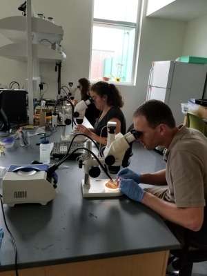 Professor John Ludlam microscopes with student assistance