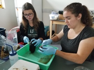 Students working with rocks